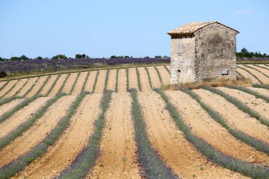 Provence lavanta manzara