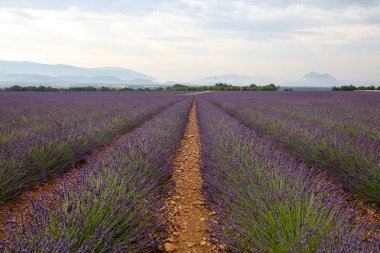 Provence lavanta manzara