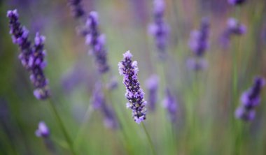 Provence lavanta manzara