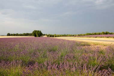 Provence lavanta manzara