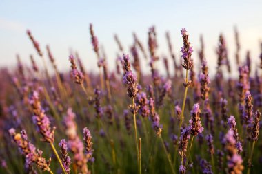 Provence lavanta manzara