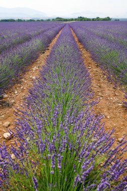 Provence lavanta manzara