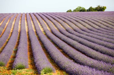 Provence lavanta manzara