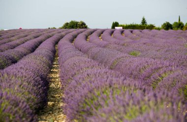 Provence lavanta manzara