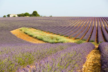 Provence lavanta manzara