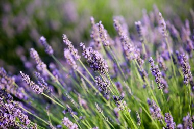 Provence lavanta manzara