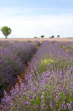 Provence lavanta manzara