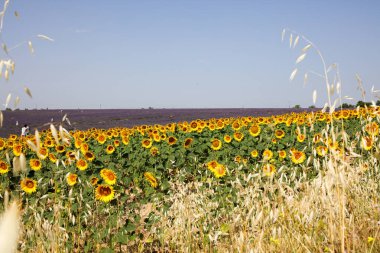 Provence lavanta manzara
