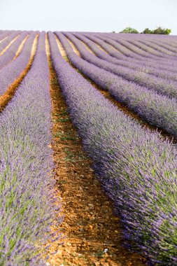 Provence lavanta manzara
