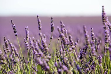 Provence lavanta manzara