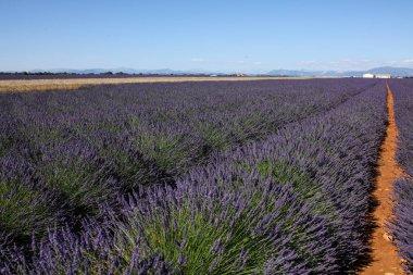 Provence lavanta manzara