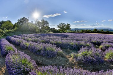 Provence lavanta manzara