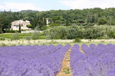Provence lavanta manzara