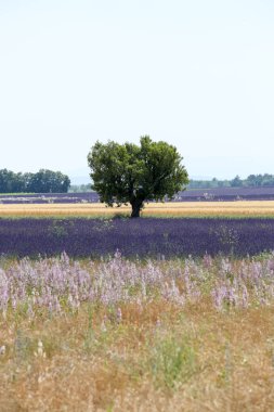 Provence lavanta manzara