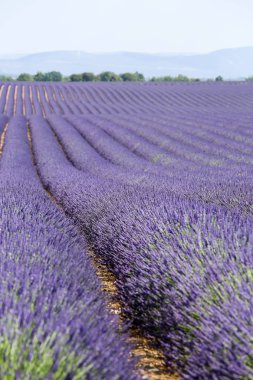 Provence lavanta manzara