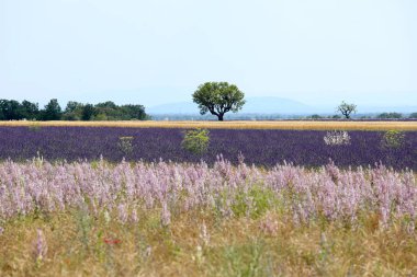 Provence lavanta manzara