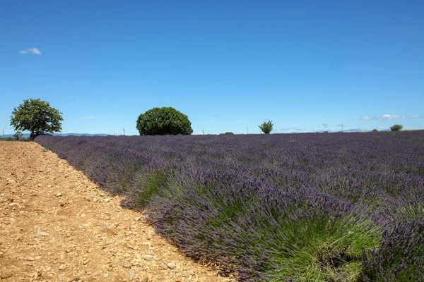 Paisagens Lavanda Provence — Fotografia de Stock