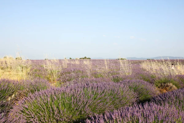 Paesaggi Lavanda Provenza — Foto Stock