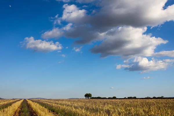 Paisagens Lavanda Provence — Fotografia de Stock