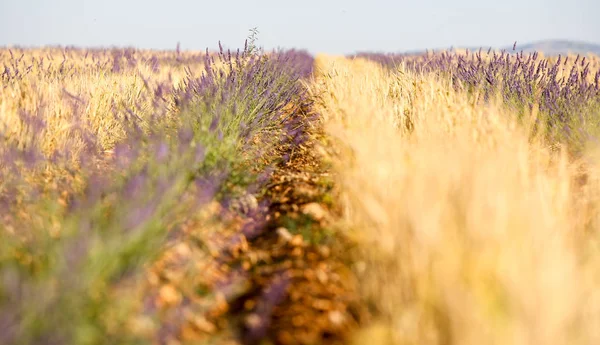 Paisajes Lavanda Provenza — Foto de Stock