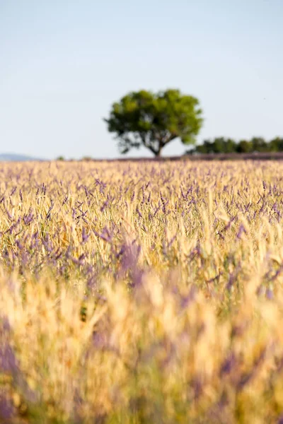 Paisajes Lavanda Provenza — Foto de Stock