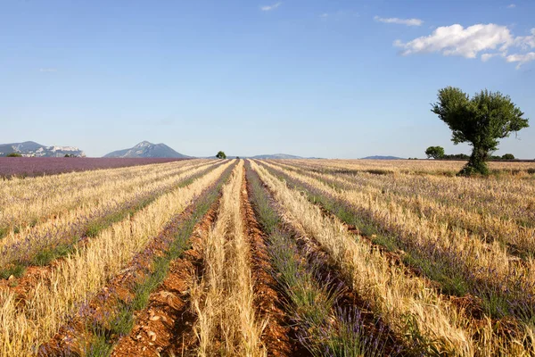 Paisajes Lavanda Provenza — Foto de Stock