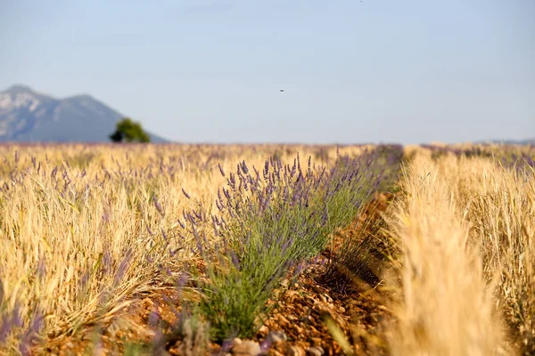 普罗旺斯的薰衣草景观 — 图库照片