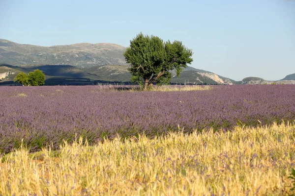 Paisajes Lavanda Provenza — Foto de Stock