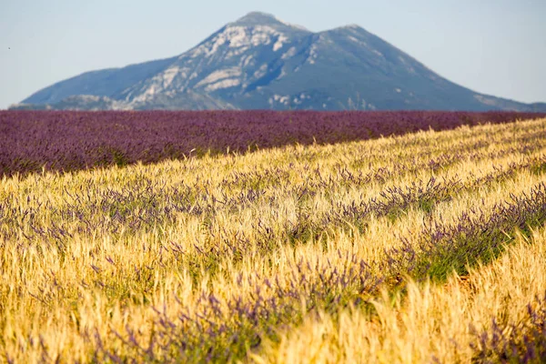 Paisajes Lavanda Provenza — Foto de Stock