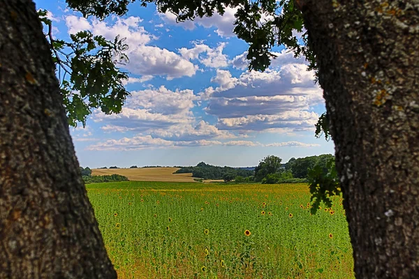 Paisagens Lavanda Provence — Fotografia de Stock