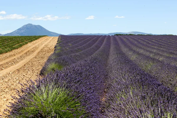 Paisagens Lavanda Provence — Fotografia de Stock