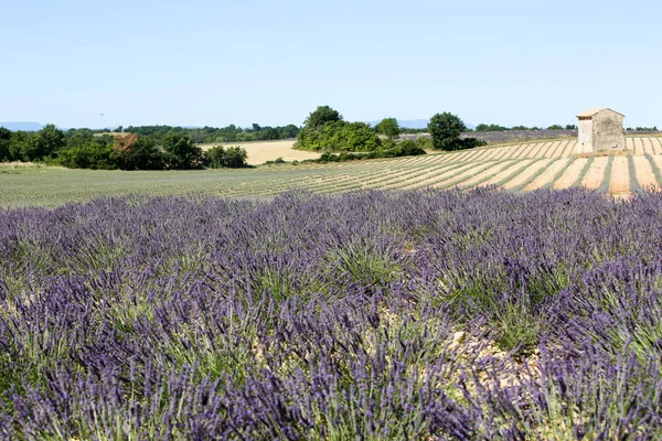 Landscapes Lavender Provence — Stock Photo, Image