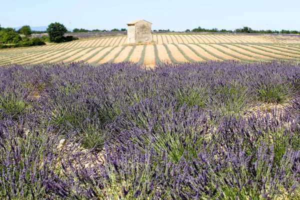 Paisagens Lavanda Provence — Fotografia de Stock