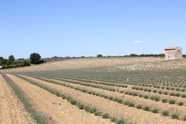 Paisajes Lavanda Provenza — Foto de Stock