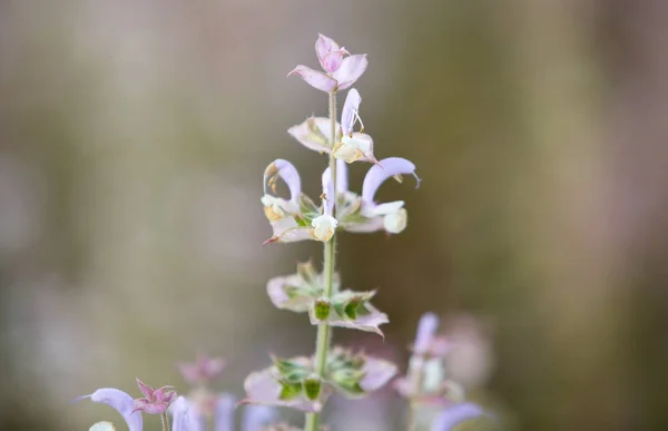 Lavendellandschaften Der Provence — Stockfoto