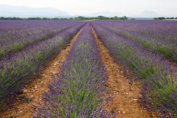 Landskap Lavendel Provence — Stockfoto