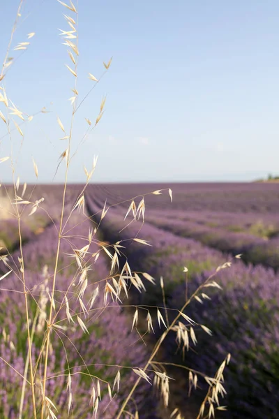 Paisajes Lavanda Provenza — Foto de Stock