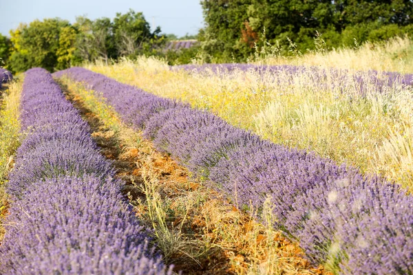 Landscapes Lavender Provence — Stock Photo, Image