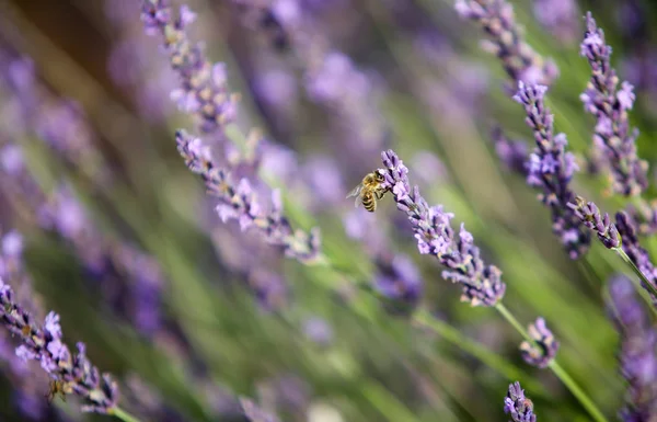 Paisagens Lavanda Provence — Fotografia de Stock