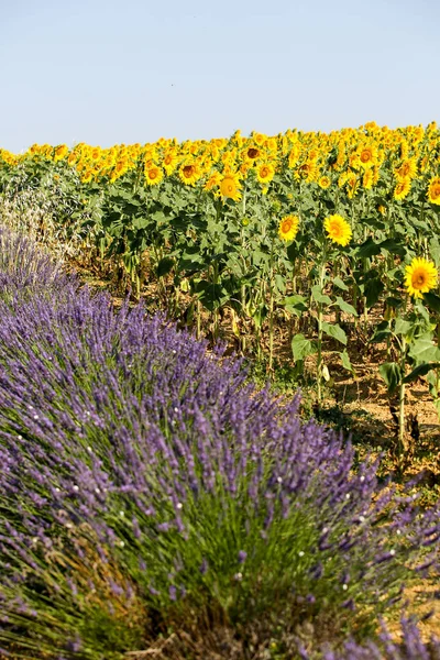 Paisajes Lavanda Provenza — Foto de Stock