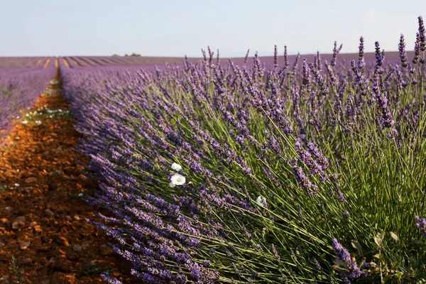 Paisagens Lavanda Provence — Fotografia de Stock