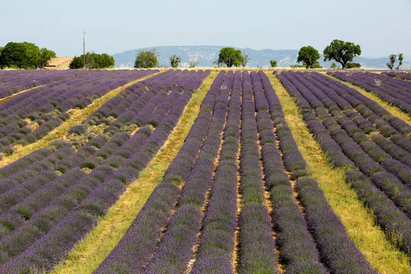 Paisagens Lavanda Provence — Fotografia de Stock