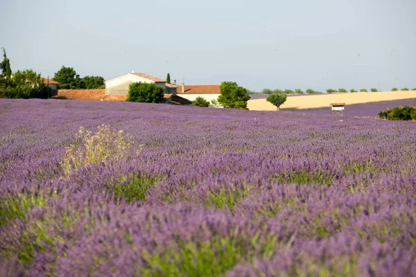 Paysages Lavande Provence — Photo