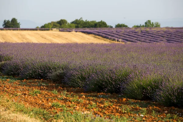 Paisajes Lavanda Provenza — Foto de Stock