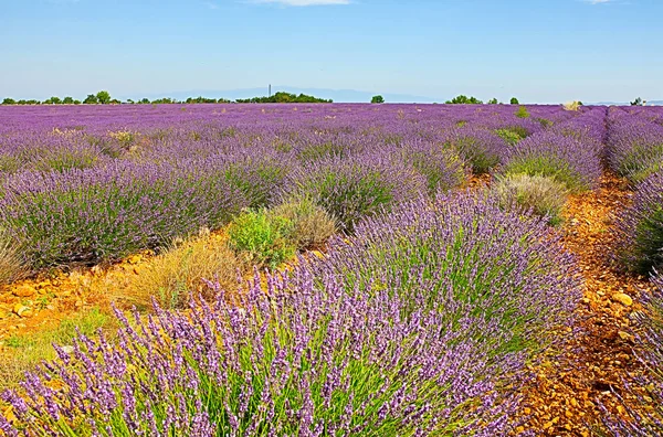 Paisagens Lavanda Provence — Fotografia de Stock