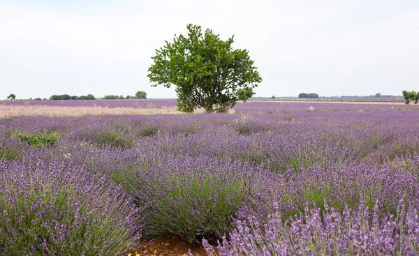 Landscapes Lavender Provence — Stock Photo, Image