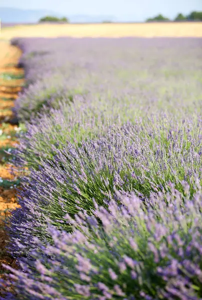 Paisagens Lavanda Provence — Fotografia de Stock