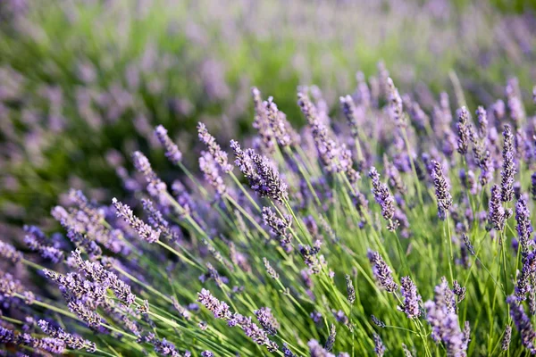 Provence lavanta manzara