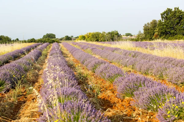 Krajiny Levandule Provence — Stock fotografie