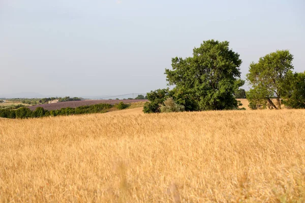 Paisajes Lavanda Provenza — Foto de Stock